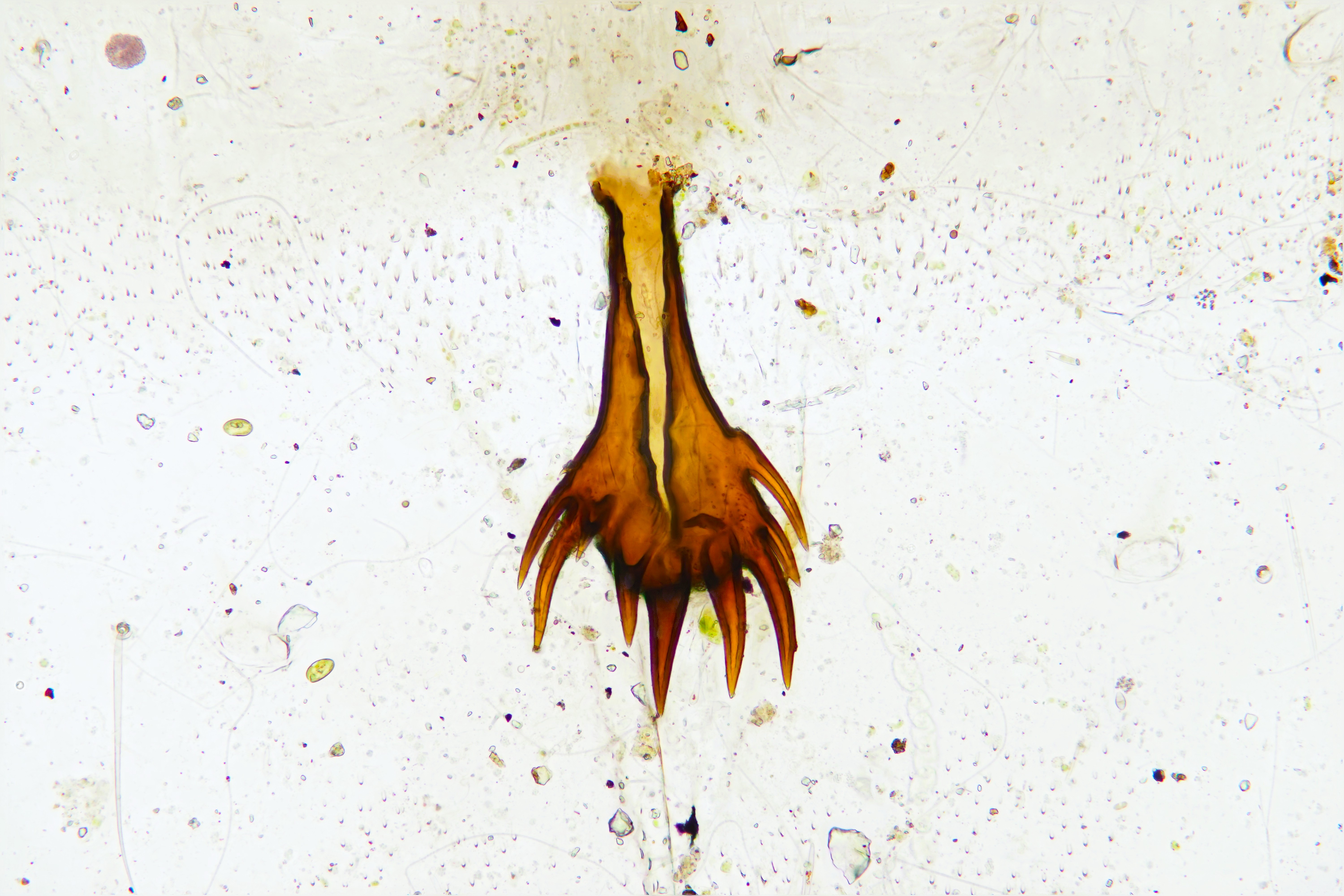 Egg structure